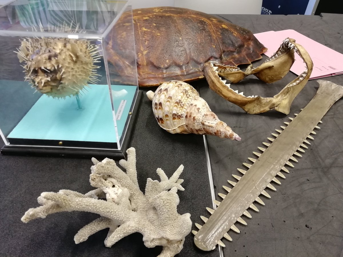 Looking forward to welcoming classes in today to explore our animal handling collection! More info below👇 nms.ac.uk/schools/visit-… #SchoolTrip #EduTwitter