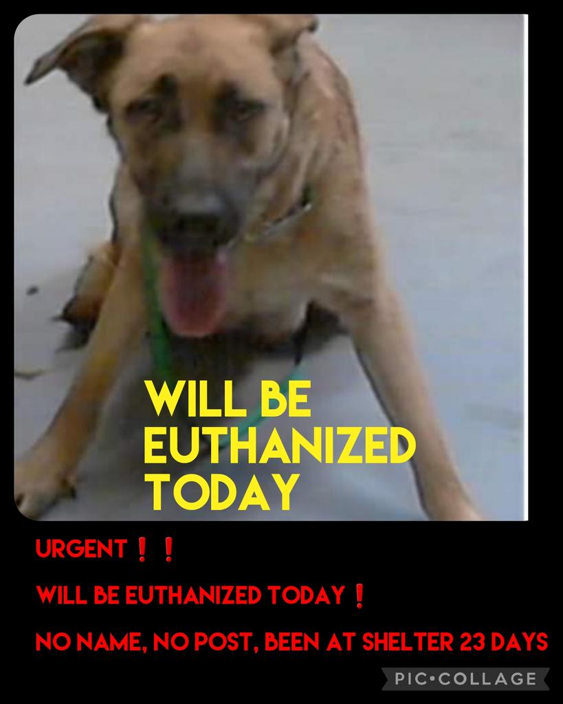 URGENT❗️❗️ WILL BE EUTHANIZED TODAY❗️ NO NAME, NO POST, BEEN AT SHELTER 23 days #A408107 M 1yr Shepherd mix Cumberland Cnty Animal Fayetteville NC 910-321-6852 #rescue #adopt #dogs #deathrowdogs   #deathrow #codered #rescuemyfavoritebreed #adoptdontshop #cumberlandcnty