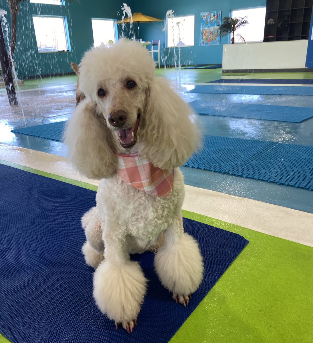 Phoebe wants to remind everyone to watch tonight’s Eye on @Keloland to learn about the country’s first indoor dog water park and how her owners made their dream a reality. 

Tune in at 10pm! 🐩🌊✨