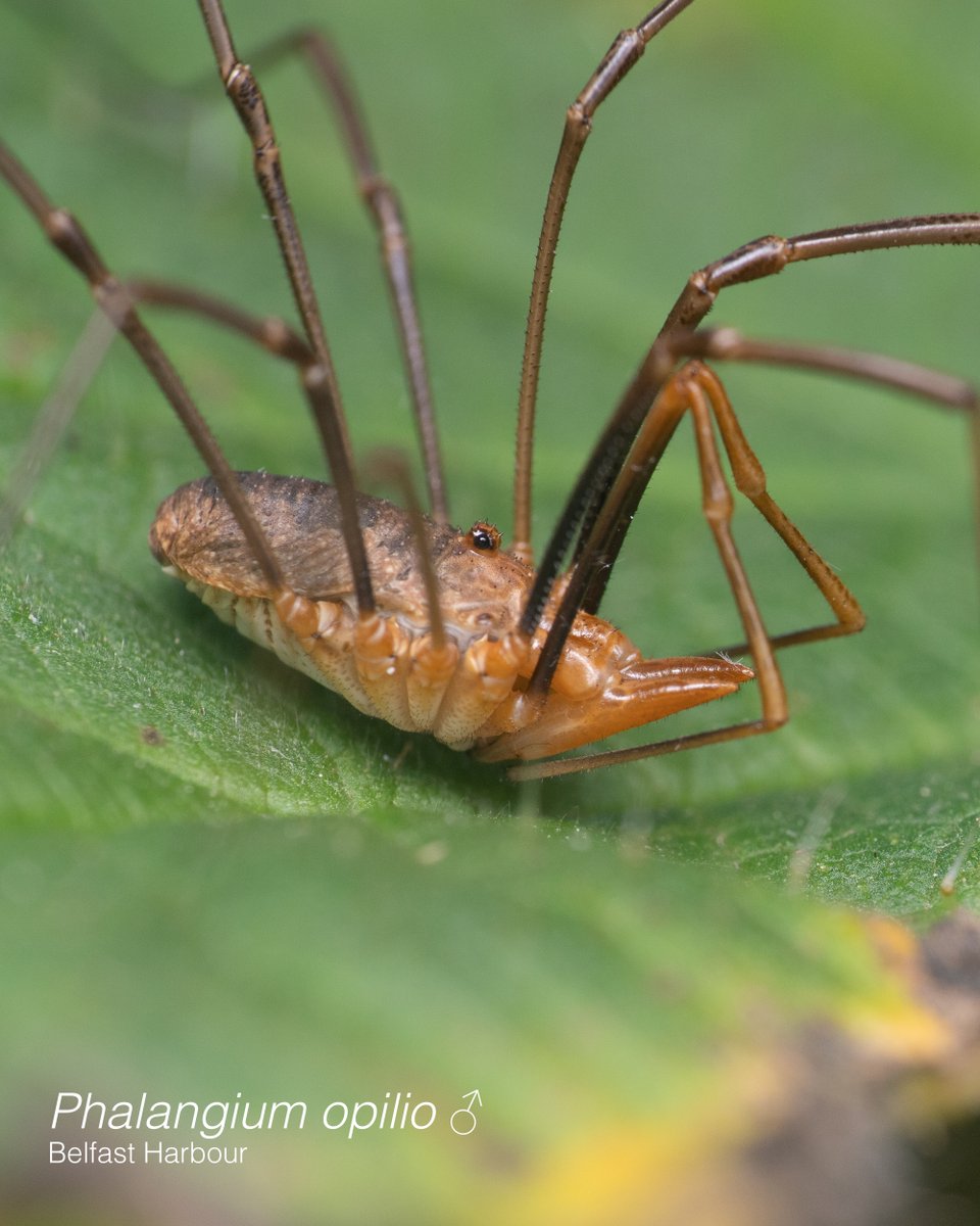 Harvestman Sexual Dimorphism:
Sexual dimorphism is present in harvestmen and is more obvious in some species than others. Phalangium opilio has males with variable sized chelicerae horns, whereas females have a variable colour palette, and no chelicerae horns. #OurOpiliones