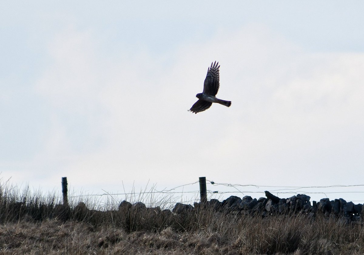 Ringtail Hen Harrier in Teesdale today @teesbirds1 @DurhamBirdClub @Natures_Voice @BBCSpringwatch @bbcwildlifemag