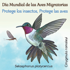 El colibrí coliancho (Selasphorus platycercus), también conocido como zumbador coliancho, es un ave fascinante que habita en las zonas montañosas de América del Norte y el centro de México. Es un ave migratoria, con algunas poblaciones residentes en México. En verano, se…