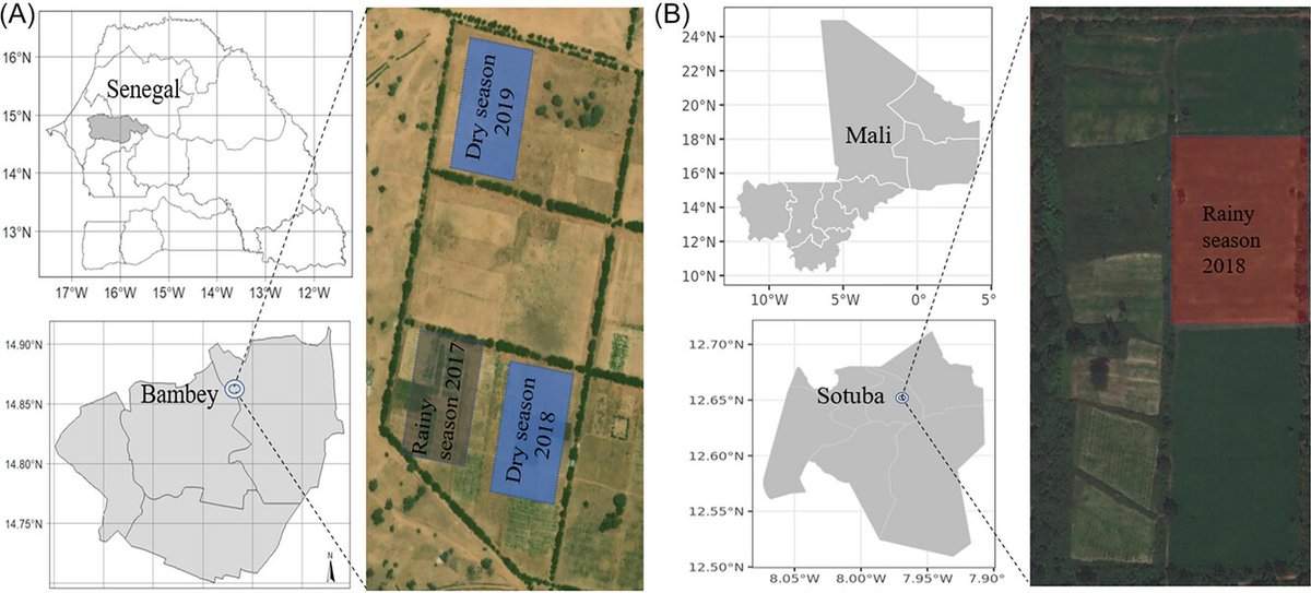 📢New content now online: Unmanned aerial vehicle imagery prediction of sorghum leaf area index under water stress, seeding density, and nitrogen fertilization conditions in the Sahel doi.org/10.1002/agj2.2…