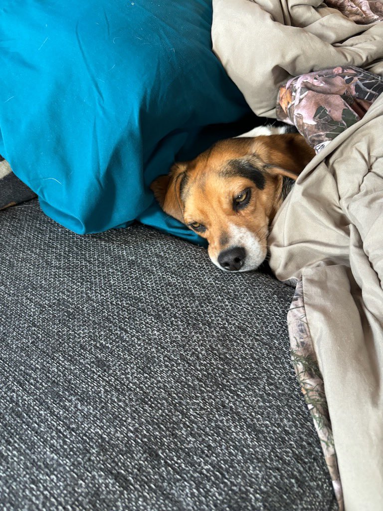 My mom is feeling overwhelmed and stressed today. Hopefully her day gets better. I will keep the couch warm for when she gets home from work tonight. 💚🐶 #dogcommunity #feelingstressed #beagle #dogsarefamily #dogsoftwitter #mentalhealth