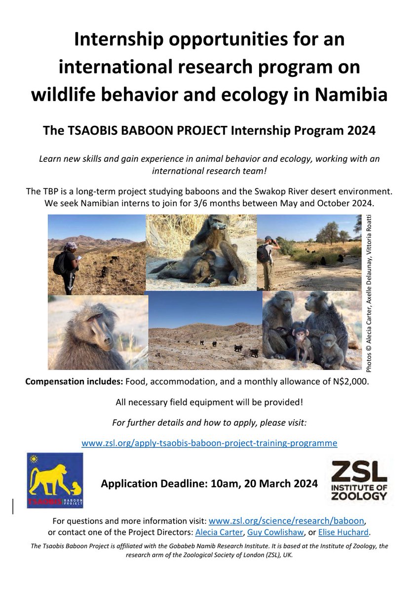 We celebrate our return by announcing 5 local field assistant positions to contribute to our research on wild chacma baboons🥾🐒 Apply to gain experience in animal behaviour and ecology data collection. On site costs & monthly allowance covered. Deadline 20 Mar 10am!⏰