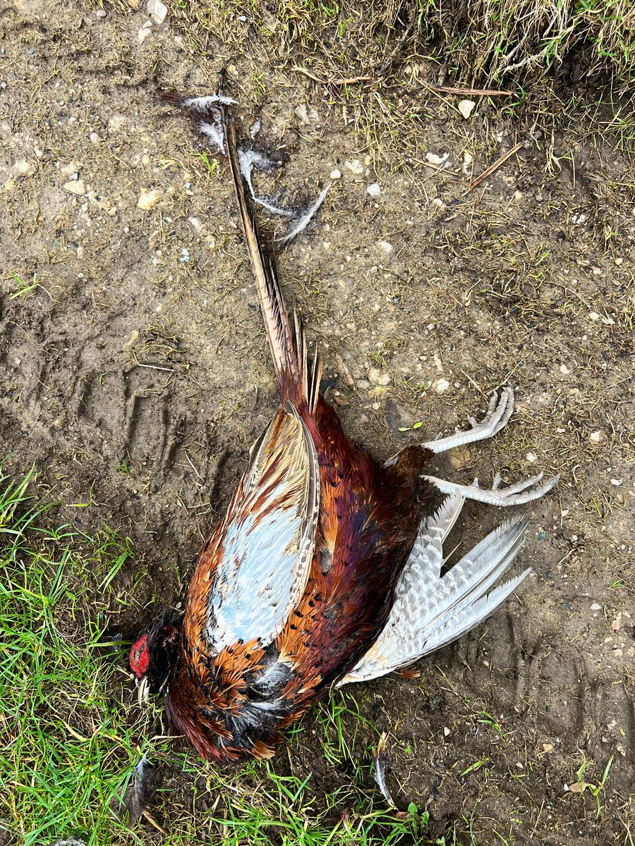 _JoelAshton's tweet photo. ❗️The shocking truth behind a draconian & barbaric industry❗️Whilst working in #Yorkshire recently, I counted no less than 384 LIVING Pheasants during a 30 minute car journey. That’s 10x more than any other native birds seen. On the way back, I found 9x DEAD birds, SHOT & left to die at the side of the road, all within 100m. 
Every year, 60 million NON-NATIVE birds are released in the UK, for the sole purpose - to be shot in the name of “sport.” Most aren’t eaten & many thousands are simply burned or buried. So why is it that @DefraGovUK can permit the release of so many non-native species into our landscape without batting an eyelid? These birds, although it’s not their fault, will eat almost everything - Grass Snakes, Slow Worms, Newts, Frogs and a whole host of insects that will not only cause further food shortages for our native birds, but Hedgehogs and other animals too. We NEED to stop this draconian bloodsport to help our native wildlife. 
@IoloWilliams2