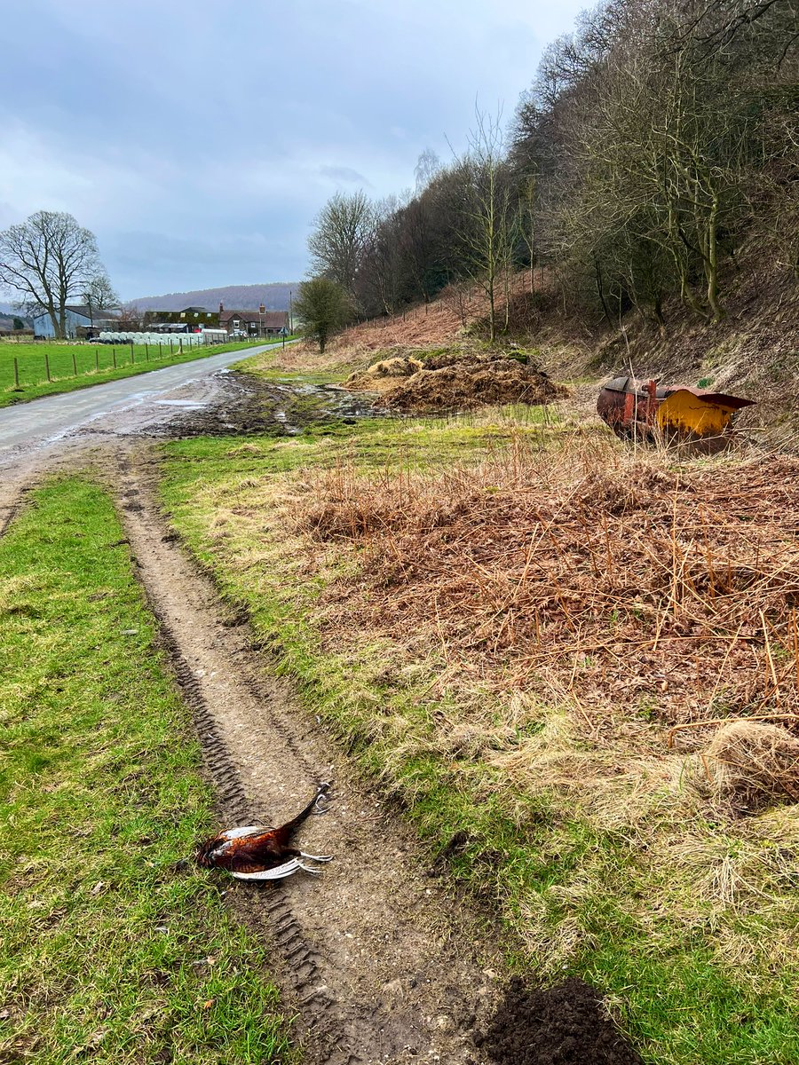 _JoelAshton's tweet photo. ❗️The shocking truth behind a draconian & barbaric industry❗️Whilst working in #Yorkshire recently, I counted no less than 384 LIVING Pheasants during a 30 minute car journey. That’s 10x more than any other native birds seen. On the way back, I found 9x DEAD birds, SHOT & left to die at the side of the road, all within 100m. 
Every year, 60 million NON-NATIVE birds are released in the UK, for the sole purpose - to be shot in the name of “sport.” Most aren’t eaten & many thousands are simply burned or buried. So why is it that @DefraGovUK can permit the release of so many non-native species into our landscape without batting an eyelid? These birds, although it’s not their fault, will eat almost everything - Grass Snakes, Slow Worms, Newts, Frogs and a whole host of insects that will not only cause further food shortages for our native birds, but Hedgehogs and other animals too. We NEED to stop this draconian bloodsport to help our native wildlife. 
@IoloWilliams2