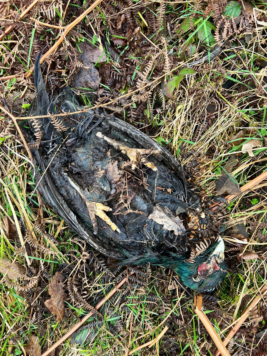 _JoelAshton's tweet photo. ❗️The shocking truth behind a draconian & barbaric industry❗️Whilst working in #Yorkshire recently, I counted no less than 384 LIVING Pheasants during a 30 minute car journey. That’s 10x more than any other native birds seen. On the way back, I found 9x DEAD birds, SHOT & left to die at the side of the road, all within 100m. 
Every year, 60 million NON-NATIVE birds are released in the UK, for the sole purpose - to be shot in the name of “sport.” Most aren’t eaten & many thousands are simply burned or buried. So why is it that @DefraGovUK can permit the release of so many non-native species into our landscape without batting an eyelid? These birds, although it’s not their fault, will eat almost everything - Grass Snakes, Slow Worms, Newts, Frogs and a whole host of insects that will not only cause further food shortages for our native birds, but Hedgehogs and other animals too. We NEED to stop this draconian bloodsport to help our native wildlife. 
@IoloWilliams2
