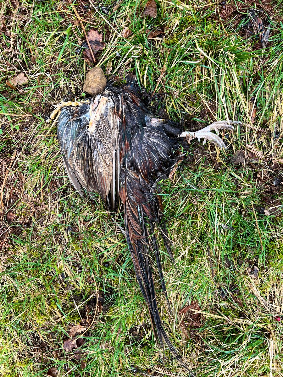_JoelAshton's tweet photo. ❗️The shocking truth behind a draconian & barbaric industry❗️Whilst working in #Yorkshire recently, I counted no less than 384 LIVING Pheasants during a 30 minute car journey. That’s 10x more than any other native birds seen. On the way back, I found 9x DEAD birds, SHOT & left to die at the side of the road, all within 100m. 
Every year, 60 million NON-NATIVE birds are released in the UK, for the sole purpose - to be shot in the name of “sport.” Most aren’t eaten & many thousands are simply burned or buried. So why is it that @DefraGovUK can permit the release of so many non-native species into our landscape without batting an eyelid? These birds, although it’s not their fault, will eat almost everything - Grass Snakes, Slow Worms, Newts, Frogs and a whole host of insects that will not only cause further food shortages for our native birds, but Hedgehogs and other animals too. We NEED to stop this draconian bloodsport to help our native wildlife. 
@IoloWilliams2