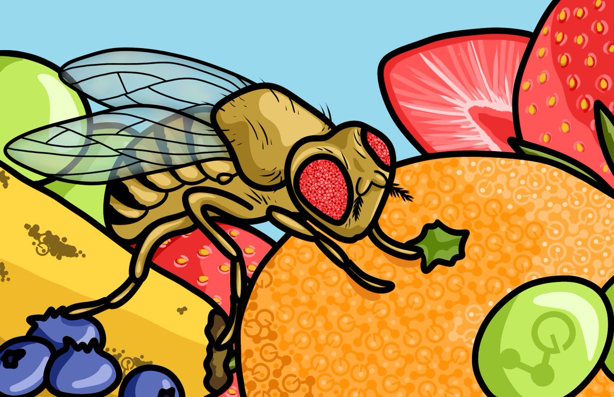 Genesee Scientific (@geneseesci) on Twitter photo Highlighting the runner-ups from this year’s Drosophila Art Commission Contest. This piece titled "FRUIT FLY” was created by Lillie Ferreira from the Whitehead Institute <a href="/MIT/">Massachusetts Institute of Technology (MIT)</a>, Cambridge, MA.
#TAGC24 Highlighting the runner-ups from this year’s Drosophila Art Commission Contest. This piece titled "FRUIT FLY” was created by Lillie Ferreira from the Whitehead Institute <a href="/MIT/">Massachusetts Institute of Technology (MIT)</a>, Cambridge, MA.
#TAGC24