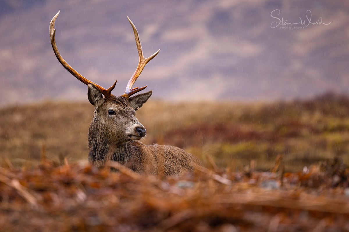 Red Deer Stag Scotland
