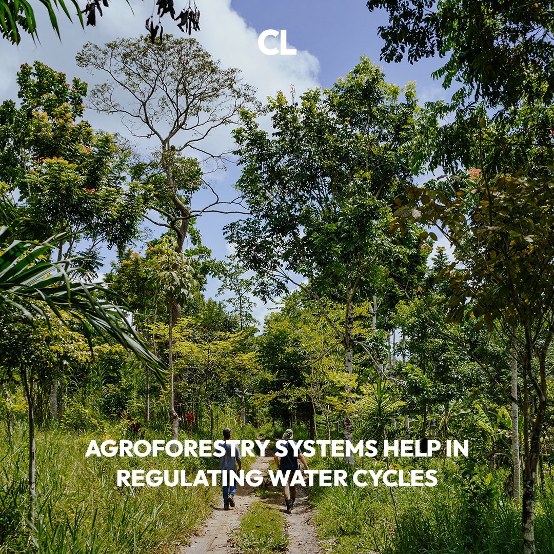Os sistemas agroflorestais ajudam a regular os ciclos da água. As raízes profundas das árvores alcançam fontes de água que não estão disponíveis para as plantações, trazendo a umidade para a superfície e beneficiando todo o sistema.