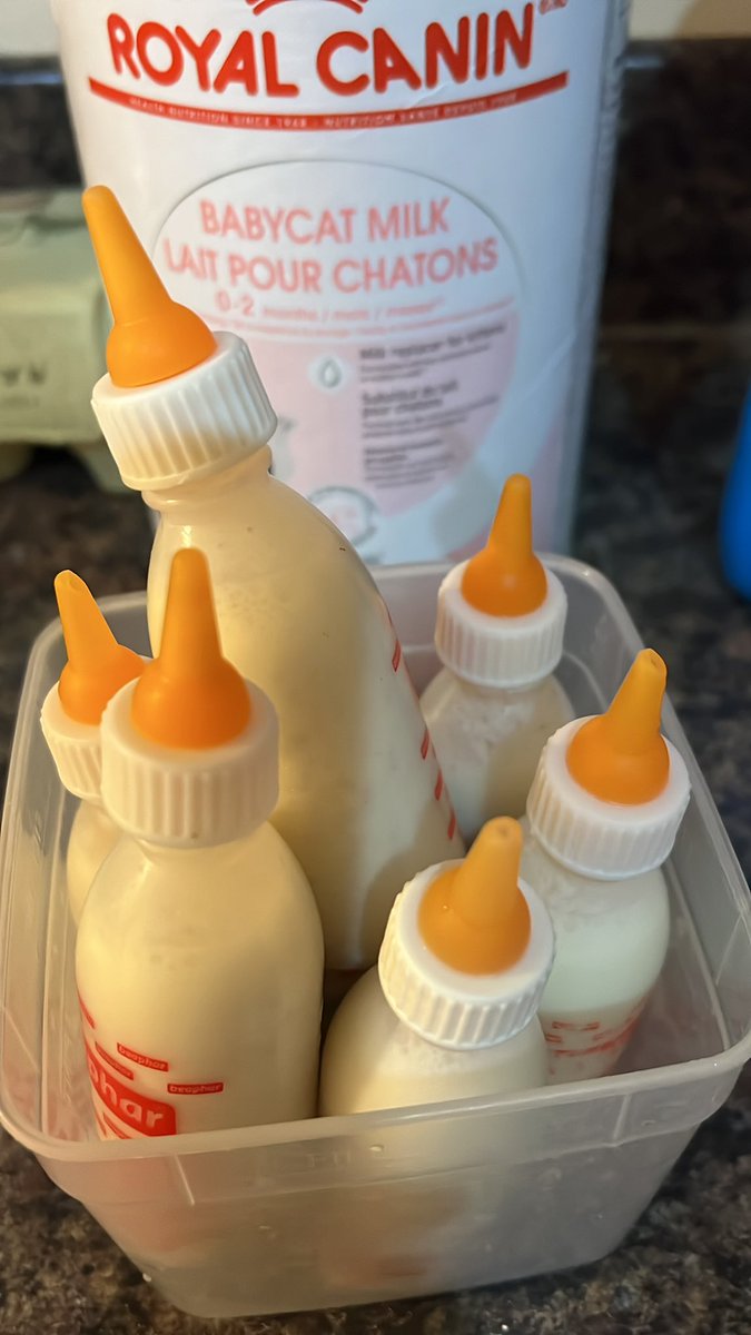 Getting ready for the night shift of hand rearing 7 kittens. Two of them had some RC mousse tonight so weaning has started a little earlier than normal. I’m mixing some in the milk too. #3weeksold  #CheeseGang #weaning #neuteryourcats #kittens