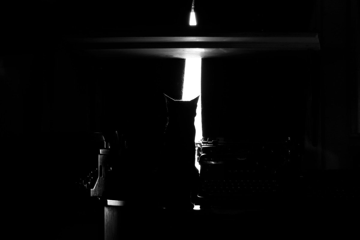 sydwrite's tweet image. #blackandwhite 
#monochrome
#noiretblanc
#fineartphotography
#sandradaltonphotography
#catart 
#catphotography
