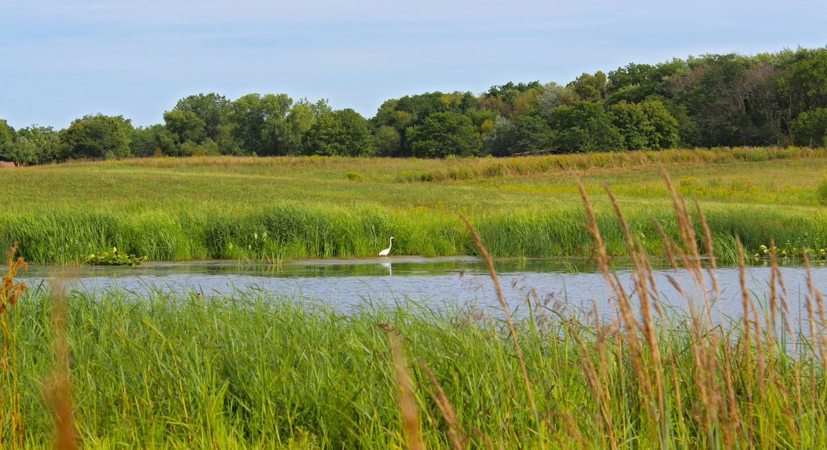 🚨 Urgent! Recent U.S. Supreme Court ruling stripped federal protections from Illinois' waterways & wetlands. Without action, irreversible loss looms. IL lacks a comprehensive protection plan. Act now! Urge reps to support HB 5386 & SB 3669: ow.ly/8qGR50QL3VX