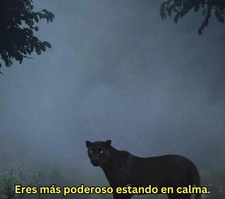 Bandidosfrasess's tweet photo. https://t.co/XHGcKZhu10
