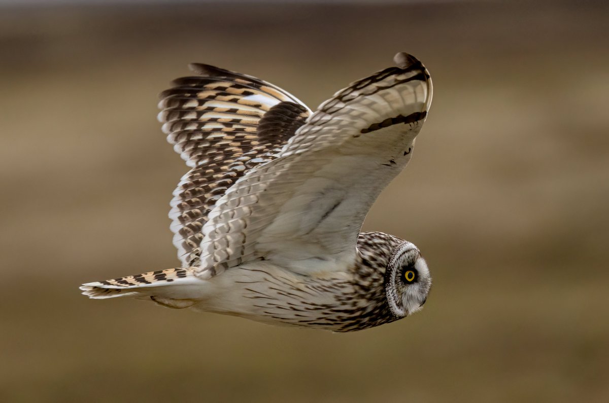 2024 and there's still loads of Short-eared owls up on the @durhamwildlife @DurhamBirdClub moors, what an incredible season its been for them 😍