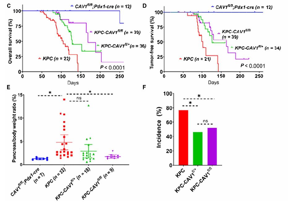Terry Williams (@tewilliamsmd) on Twitter photo 5/n  We developed the first conditional knockout mouse model of CAV1, and genetic of Cav-1 in this GEMM in the #KRAS KPC mouse model significantly attenuated #PDAC growth and reduced tumor burden. <a href="/KRASKickers/">KRASKickers</a> 5/n  We developed the first conditional knockout mouse model of CAV1, and genetic of Cav-1 in this GEMM in the #KRAS KPC mouse model significantly attenuated #PDAC growth and reduced tumor burden. <a href="/KRASKickers/">KRASKickers</a>