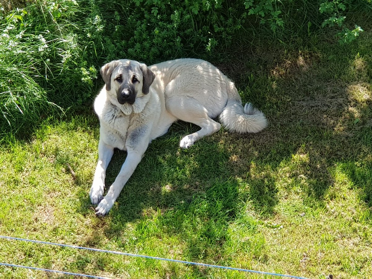 RenaNabinger's tweet photo. @Tweetenti Ben ( wir sagen aber nur Fussel, weil er fürchterlich haart)🤣🤣🤣 https://t.co/3r7UnShvZz