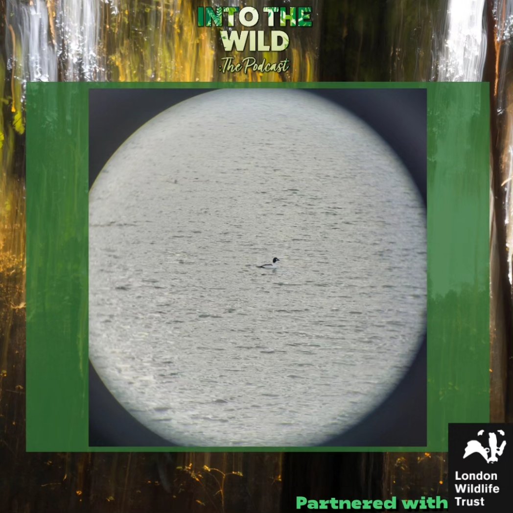 Golden Eye: 007 🔫🦆

On our latest bonus episode, collaborated with @WildLondon, you would have heard <a href="/Chan_Naturelle/">ChantelleNaturelle 🌕💖✨</a> &amp; <a href="/SalterPete/">Pete Salter</a> talk about a duck species called the Goldeneye. Only a small handful visit Walthamstow Wetlands each year &amp; we were lucky enough to see one!