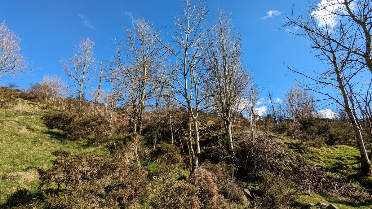 Just surveyed the most incredible farm habitat I think I have ever come across. A fellside covered in mosaics of scrub, wood pasture and grassland, all naturally regenerated over the last 30 years with a summer cattle grazing regime. Proof farming and nature can work together.