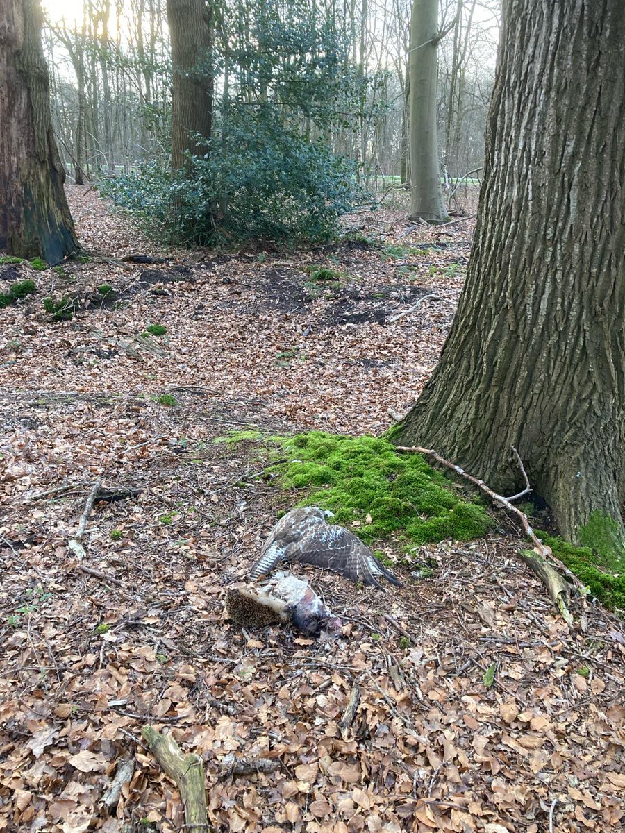In het drukbezochte Overbosch op landgoed #Hoevelaken zijn er (waarschijnlijk) moedwillig dieren vergiftigd. Aan de voet van een eik, nabij een wandelpad, lagen naast een stuk aas een dode buizerd en een egel. Iets verdachts gezien, meld het bij ons of bij de politie. #PleaseRT