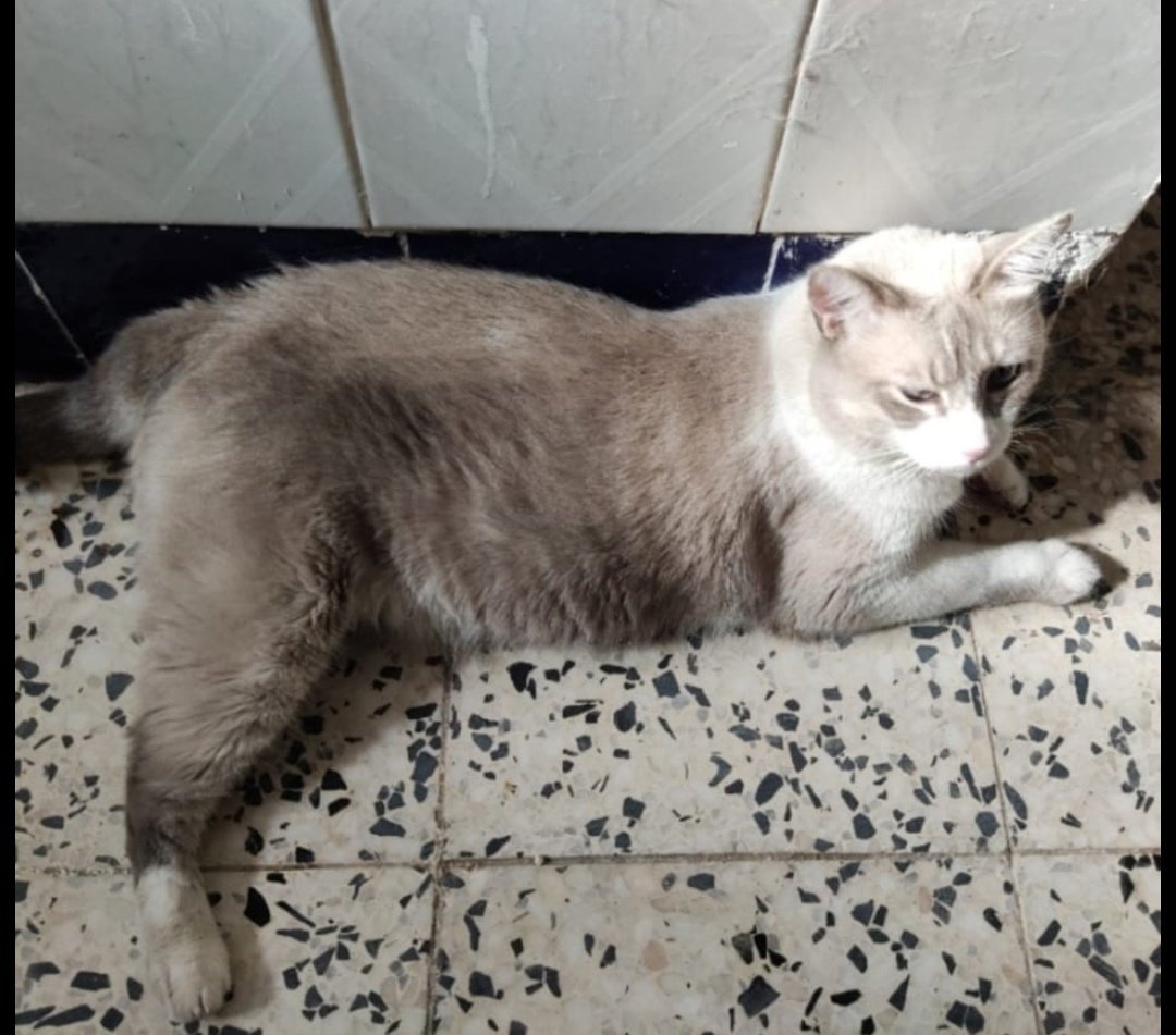 maykabizarre's tweet photo. Este precioso gatito de 3 años y medio busca un nuevo hogar 🏠
Su dueña ha fallecido y su familia no puede hacerse cargo de él por problemas de salud 😭
Tiene todas sus vacunas al día, está castrado y es muy bueno, además lo está pasando mal solito 🥲
Contactar con 639935726 ❗ https://t.co/zlFNw4JphL