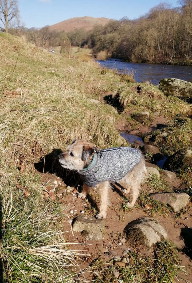 Been to the river today 🐶🐾👍 #borderterriers #dogsoftwitter #BoltonAbbey #Yorkshire