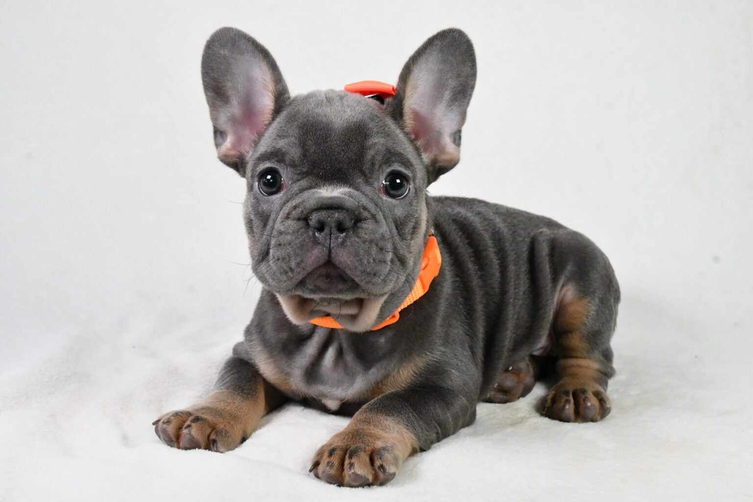 Blue point cheap french bulldog