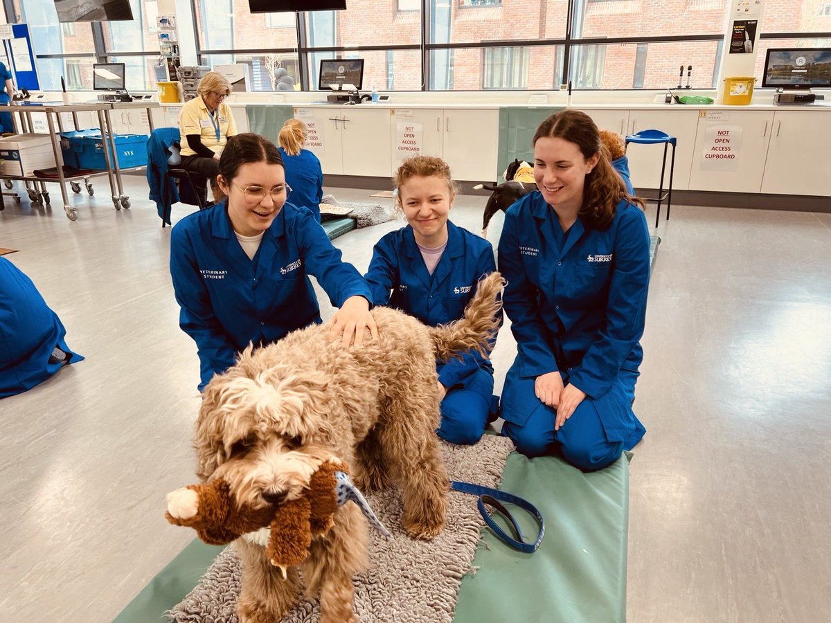 YogiBearBowen's tweet image. Great afternoon with some of my mates from @PetsAsTherapyUK, getting loads of cuddles &amp;amp; treats from the students of @SurreyVet .. .. the students were all brilliant 👅🐾

#PATVolunteers #australianlabradoodle #patdog #volunteer #petsastherapy #petsastherapyuk