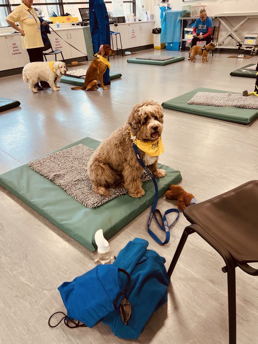 YogiBearBowen's tweet image. Great afternoon with some of my mates from @PetsAsTherapyUK, getting loads of cuddles &amp;amp; treats from the students of @SurreyVet .. .. the students were all brilliant 👅🐾

#PATVolunteers #australianlabradoodle #patdog #volunteer #petsastherapy #petsastherapyuk