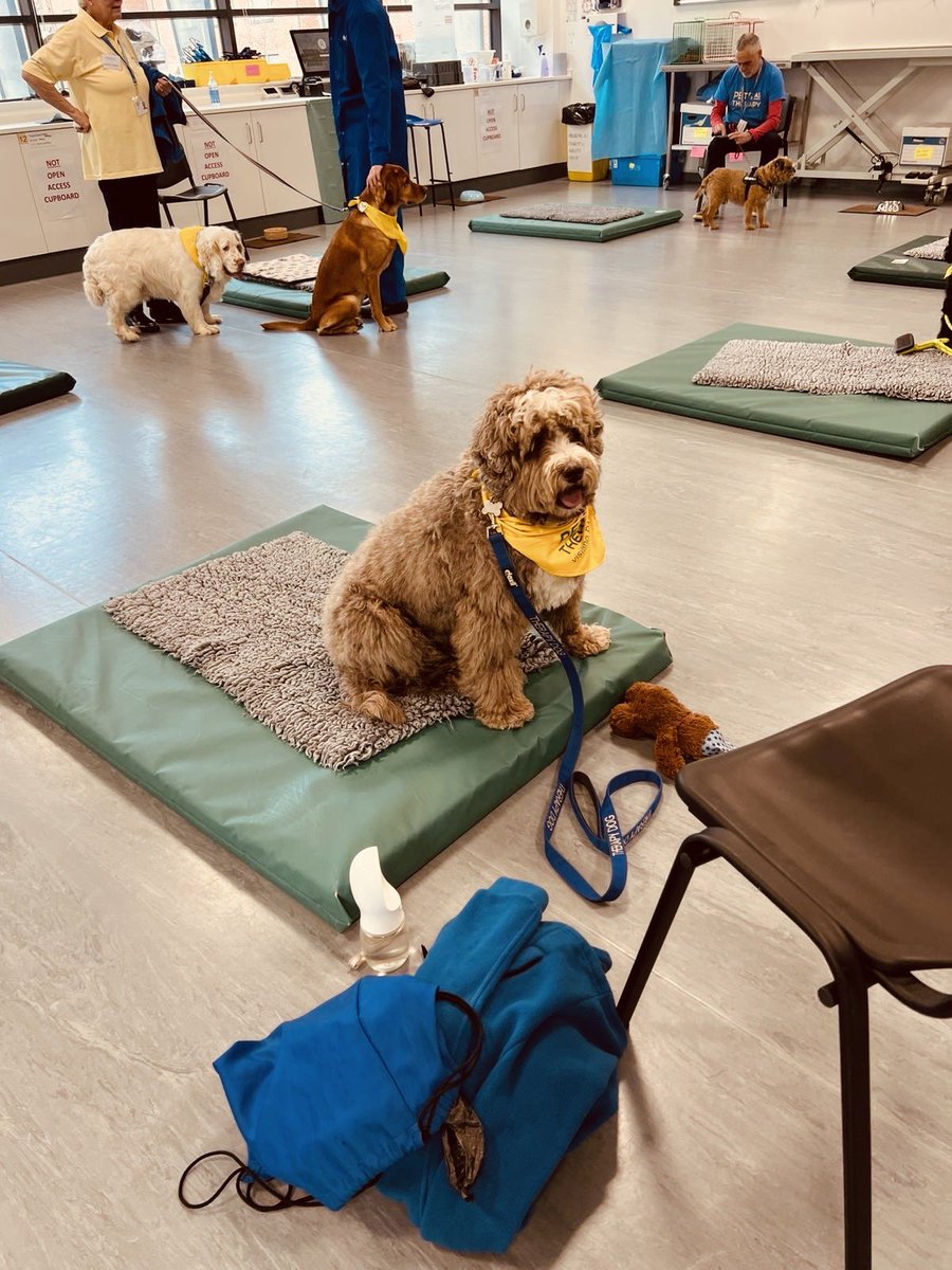 Great afternoon with some of my mates from @PetsAsTherapyUK, getting loads of cuddles & treats from the students of @SurreyVet .. .. the students were all brilliant 👅🐾 #PATVolunteers #australianlabradoodle #patdog #volunteer #petsastherapy #petsastherapyuk