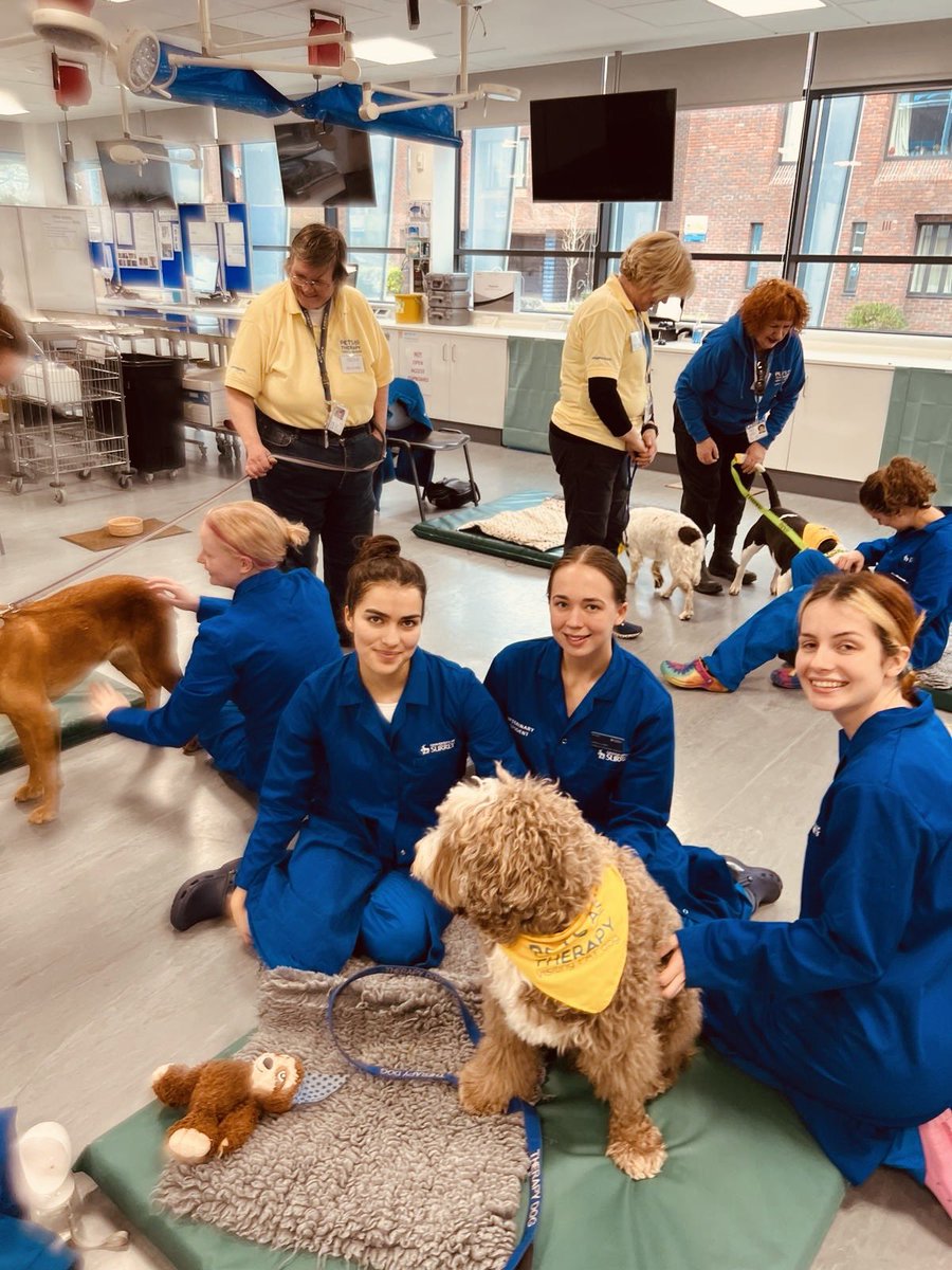 YogiBearBowen's tweet image. Great afternoon with some of my mates from @PetsAsTherapyUK, getting loads of cuddles &amp;amp; treats from the students of @SurreyVet .. .. the students were all brilliant 👅🐾

#PATVolunteers #australianlabradoodle #patdog #volunteer #petsastherapy #petsastherapyuk