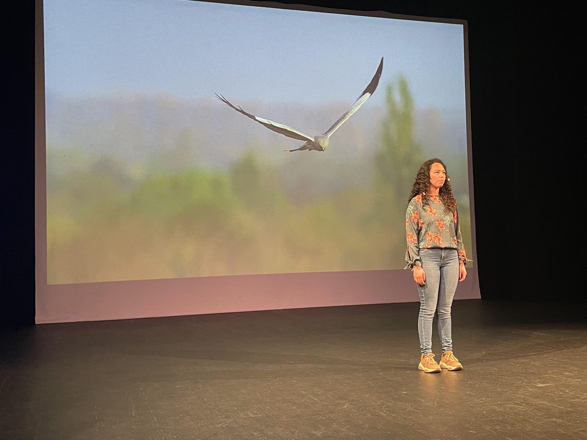 🐥 'Je distingue son bec jaune vif et ses griffes acérées...' Au sein du @CEBC_ChizeLab, Elva Fuentes travaille sur les effets des pesticides sur les poussins de Busard cendré. #MT180