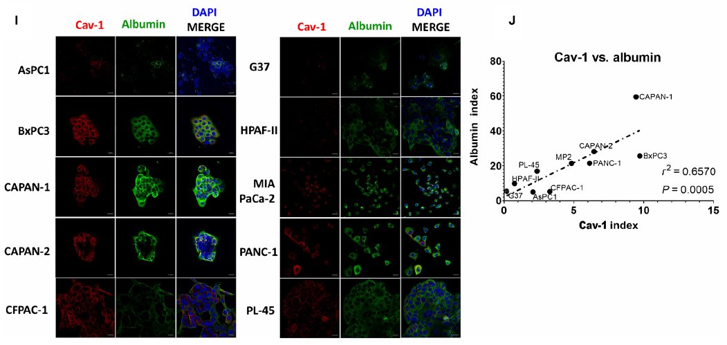 Terry Williams (@tewilliamsmd) on Twitter photo 8/n   We established that Cav-1/CME is a critical mediator of #glutamine uptake, and that CME-mediated uptake of #albumin likely serves as an important source of glutamine in these cells. 8/n   We established that Cav-1/CME is a critical mediator of #glutamine uptake, and that CME-mediated uptake of #albumin likely serves as an important source of glutamine in these cells.
