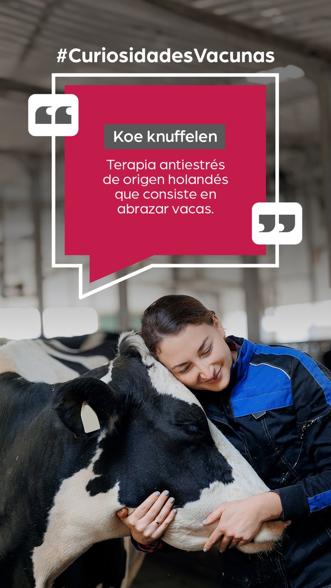 enNovillasEsp's tweet photo. 🤗🐄Esta práctica ha ganado popularidad en todo el mundo y hay granjas que ofrecen esta terapia.
Se ha demostrado que promueve la positividad y reduce el estrés a través de la temperatura corporal de la vaca y sus latidos cardíacos más lentos ❤️🐮 
¿La conocías?🤓 https://t.co/ORU4MgJDVV