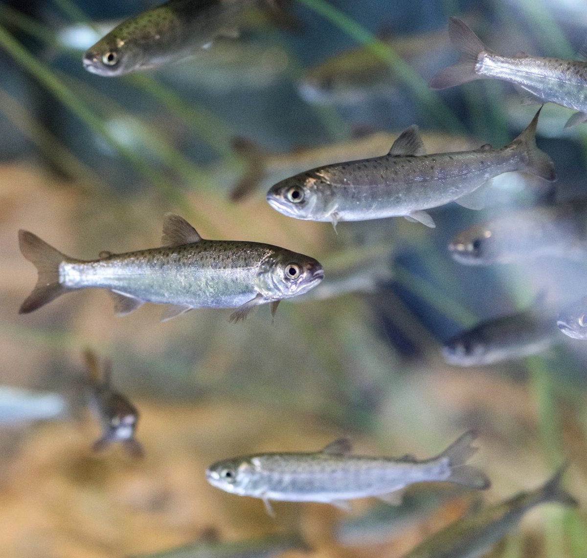 We hope you have a *fin*tastic Monday! 

Our FREE Small Fry School Program for you and your pre-K learner(s) meets every Monday at 11 AM. We hope to *sea* you then! 

Learn more: alaskasealife.org/small_fry_scho…