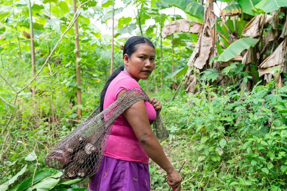 El Programa de Financiamiento de Bionegocios de <a href="/el_BID/">Banco Interamericano de Desarrollo</a> apoyará a 1.800 bionegocios de la Amazonía, con especial enfoque en mujeres y comunidades indígenas. A través de <a href="/CONAFIPS/">CONAFIPS 🇪🇨</a> se otorgan recursos adaptados a la economía popular solidaria.

bit.ly/3TkYHxp