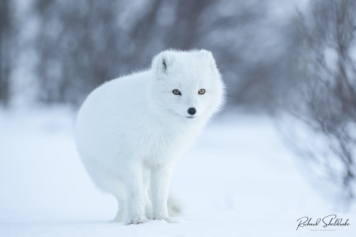 Arctic Fox, in full on white coat, pale yellow eyes. What an absolute stunner ! Glorious to watch and humbling to be able to photograph her. #sharemondays2024 #appicoftheweek #wexmondays #fsprintmonday #ArcticFox