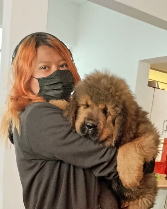 candymeg46's tweet photo. Fotitos con BOOBA un perro mastín tibetano
#mastintibetano #perro #dog #rosendo #quintos #candymeg46 #mastintibetanomexico #puppy #puppylove #nuevointegrante #famila #cachorro #feliz #doglover #perrosdeinstagram #perrosdemexico #cdmx https://t.co/kBmXT0EJRr