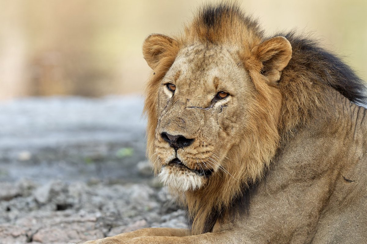 HelenLewis_UK's tweet photo. Celebrating #WWD2024 @UKinMozambique is supporting wildlife conservation with @WWF &amp; partners through the #DarwinInitiative: from wildlife justice ⚖️ to wild honey 🍯take a look at our projects 👇🏿 (&amp; the amazing photos of @JWTHogg)
https://t.co/eH6aBJj9qM https://t.co/d9GNlDBWB1
