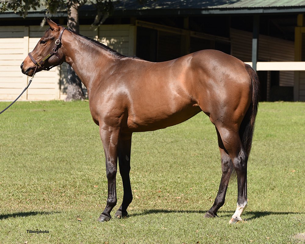 TopLineTBs's tweet image. Who likes a big booty girl? We do 😉 Here’s two Uncle Mo Fillies that are in this OBS March Sale! #101 out of Cacciatora and #745 out of the very talented mare herself Take Charge Paula! @coolmoreamerica #UncleMo @OBSSales