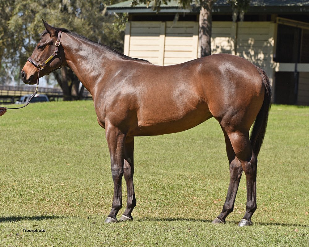 TopLineTBs's tweet image. Who likes a big booty girl? We do 😉 Here’s two Uncle Mo Fillies that are in this OBS March Sale! #101 out of Cacciatora and #745 out of the very talented mare herself Take Charge Paula! @coolmoreamerica #UncleMo @OBSSales