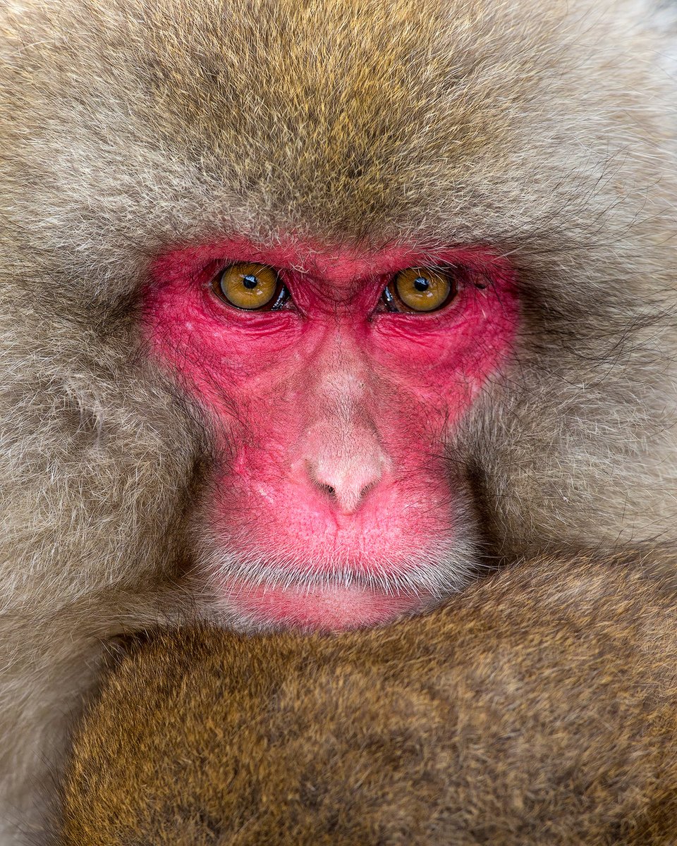 EYES OF A MOTHER / A female snow monkey cradles her sleeping young to keep it warm in the winter cold. She sits absolutely still so as not to wake up the offspring, but her eyes are vigilant and with the firm look of a protective mother telling you not to disturb her child.