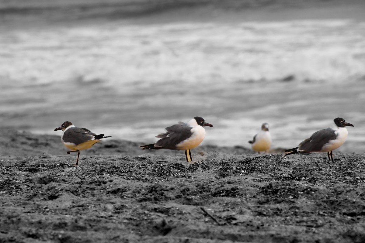 Stand out from your environment...

Shot at Tybee Island this past weekend. Got more to come!