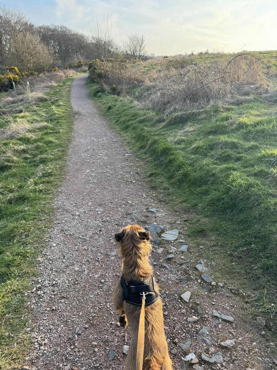 gems_sand's tweet image. Unit 3 of #AppleLearningCoach completed and a dog walk to end the day 🐶🌅👩🏻‍💻