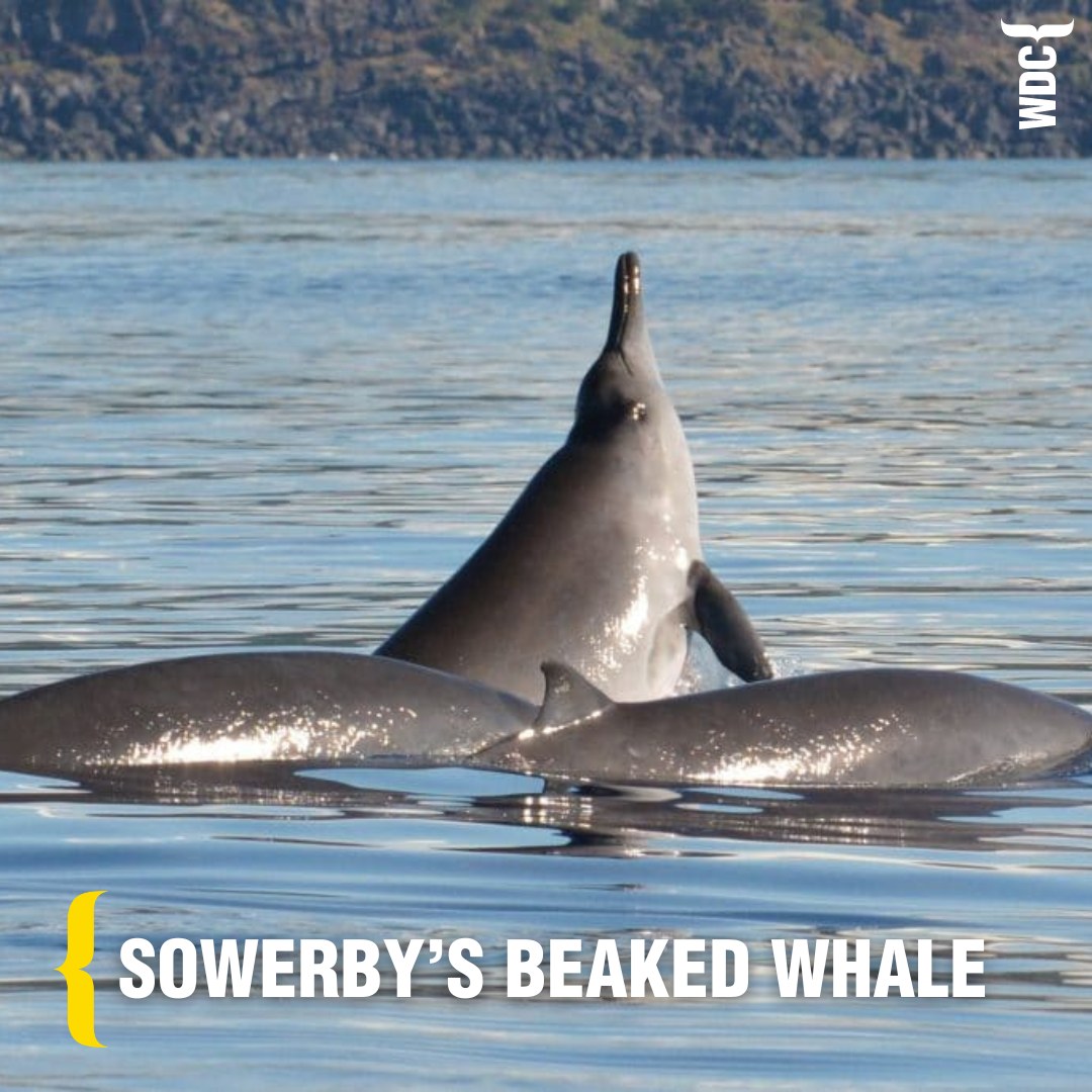 Did you know that Sowerby's beaked whale was the first of the beaked whales to be discovered? 📷 This majestic creature was discovered after a stranding in the Moray Firth back in 1800. 📷 Atlantis Foundation