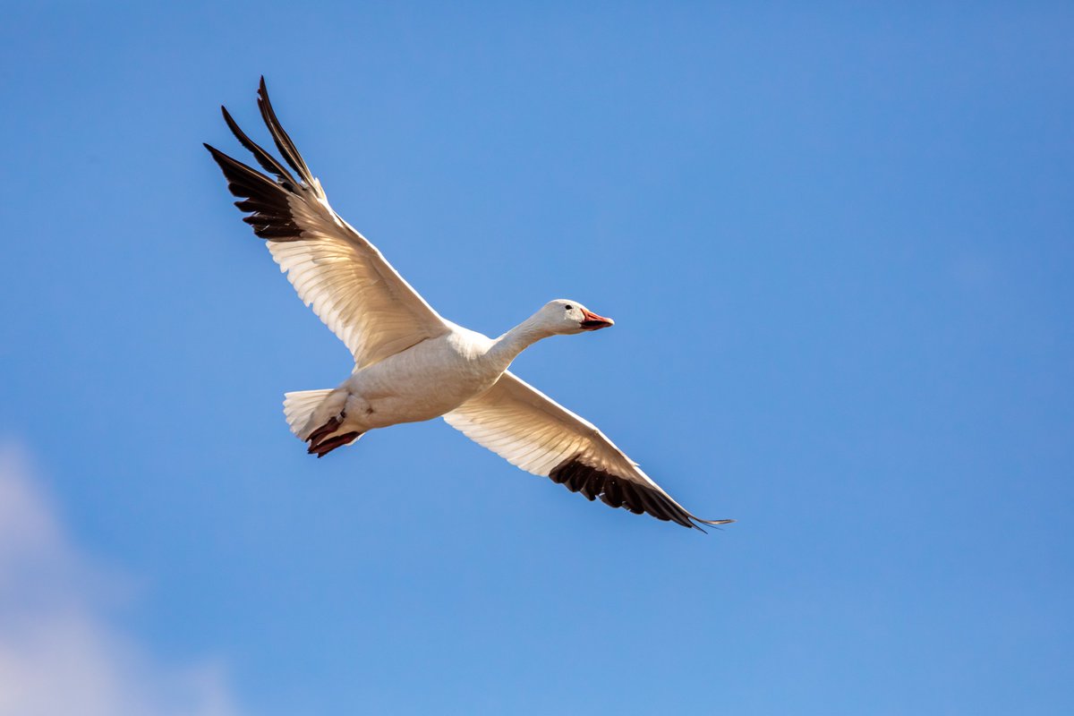 MelodyAnneM's tweet photo. One last shot from yesterday. . . A Snow Goose soaring in the gorgeous blue sky over Middlecreek.
Photographed with a Canon 5D Mark IV & 100-400mm f/4.5-5.6L lens +1.4xIII.
#snowgeese #birdphotography #wildlife #migration #mpbcom #teamcanon #canonusa https://t.co/L8JIxczPB9