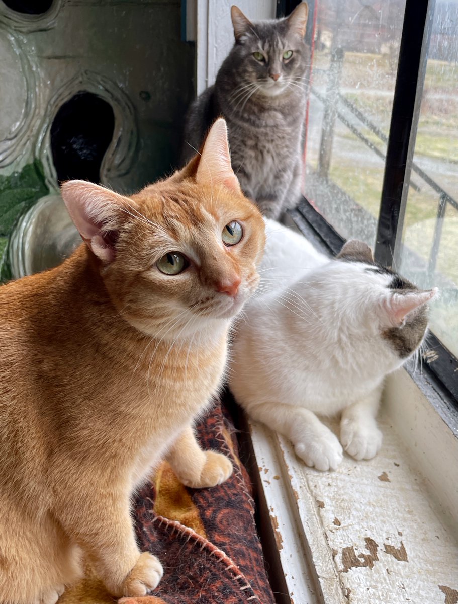 'I heard you called me a rabbit,' Shaw said.
'Who blabbed?' Marigold asked.
'Doesn't matter. Wasn't nice,' Shaw said.
Marigold turned to us. 'Now he's mad at me,' she sighed.
(Dorian's mum...)🙀😸
#StraysOfOurLives #cats #va #pets #monday #tuesday #dc #CatsOnTwitter #cute #cat