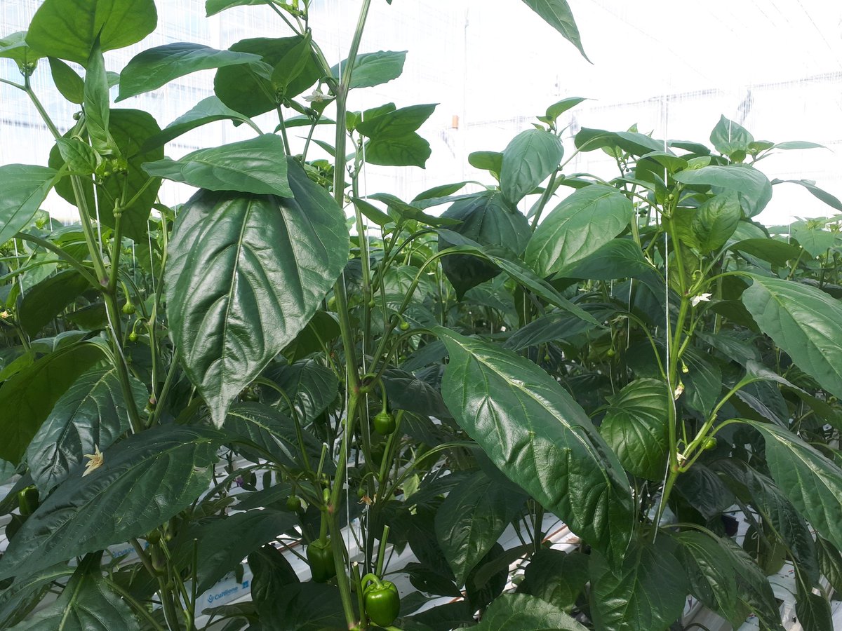 Weerbaar telen proef paprika. Vandaag is het AC folie uit de proefkas verwijderd. De capaciteit van de ontvochtiging en van de koeling zijn niet toereikend om onder het foliescherm de juiste luchtvochtigheid en temperatuur te realiseren. Tevens willen we het maximale licht binnen